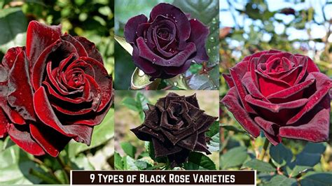 10 black roses|black roses size.